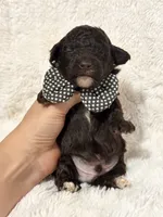 Bodhi (chocolate), a female Poodle - Toy  for sale in Campbellsville, KY – 5 of 5