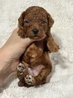 Flame, a male Poodle - Toy  for sale in Campbellsville, KY – Photo 3 of 4