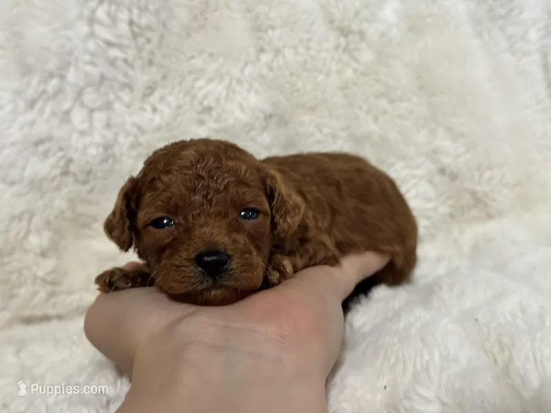 Flame, a male Poodle - Toy  for sale in Campbellsville, KY – Photo 1 of 4