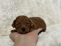 Flame, a male Poodle - Toy  for sale in Campbellsville, KY – Photo 1 of 4