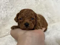 Flame, a male Poodle - Toy  for sale in Campbellsville, KY – Photo 4 of 4