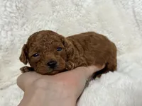 Flame, a male Poodle - Toy  for sale in Campbellsville, KY – Photo 2 of 4