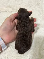 Lucky, a male Poodle - Toy  for sale in Campbellsville, KY – Photo 3 of 4