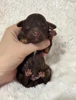 Lucky, a male Poodle - Toy  for sale in Campbellsville, KY – Photo 2 of 4