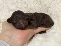 Lucky, a male Poodle - Toy  for sale in Campbellsville, KY – Photo 4 of 4