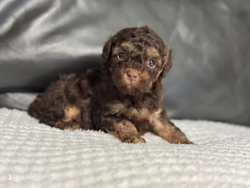 Lucky – Poodle - Toy  puppy for sale in Campbellsville, KY