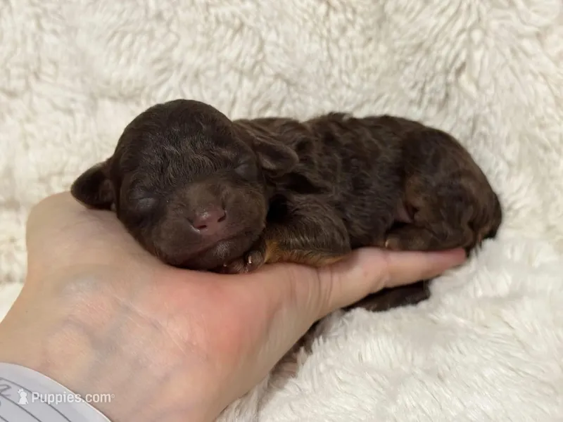 Lucky – Poodle - Toy  puppy for sale in Campbellsville, KY