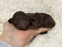 Lucky, a male Poodle - Toy  for sale in Campbellsville, KY – Photo 1 of 4