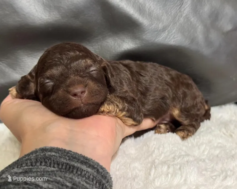 Lucky – Poodle - Toy  puppy for sale in Campbellsville, KY