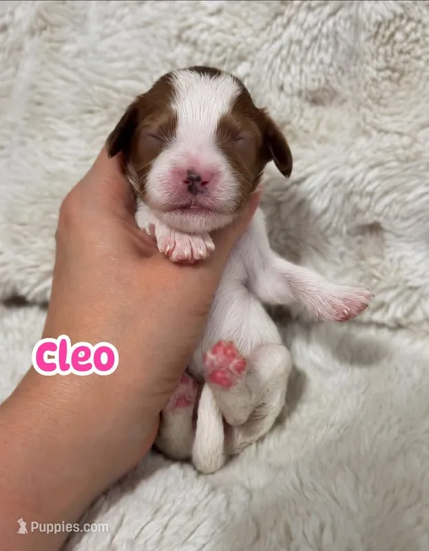 Cleo – Cavapoo puppy for sale in Campbellsville, KY