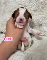 Cleo, a female Cavapoo for sale in Campbellsville, KY – 1 of 5