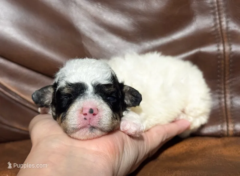 Bella – Poodle - Toy  puppy for sale in Campbellsville, KY