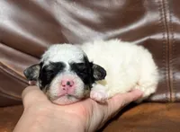 Bella, a female Poodle - Toy  for sale in Campbellsville, KY – 1 of 3