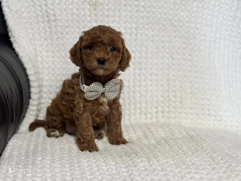 Archie – Cavapoo puppy for sale in Campbellsville, KY