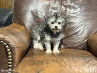 Bluey, a male Poodle - Toy  for sale in Campbellsville, KY – Photo 1 of 4