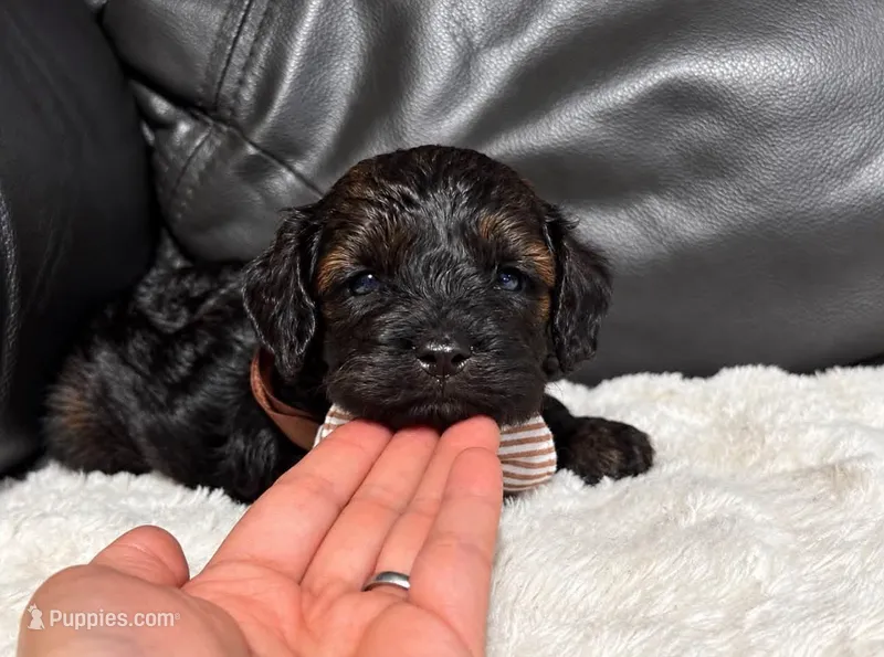 Anchor – Cavapoo puppy for sale in Campbellsville, KY