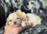 Peaches , a female Poodle - Toy  for sale in Campbellsville, KY – 8 of 8