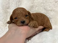 Louie , a male Cavapoo for sale in Campbellsville, KY – Photo 4 of 4