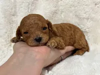 Louie , a male Cavapoo for sale in Campbellsville, KY – Photo 2 of 4