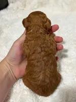 Louie , a male Cavapoo for sale in Campbellsville, KY – Photo 3 of 4