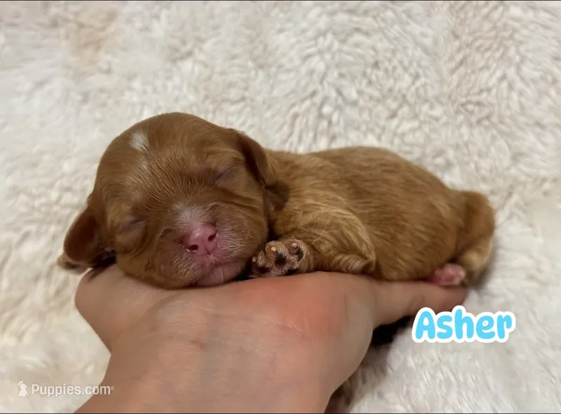 Asher – Cavapoo puppy for sale in Campbellsville, KY