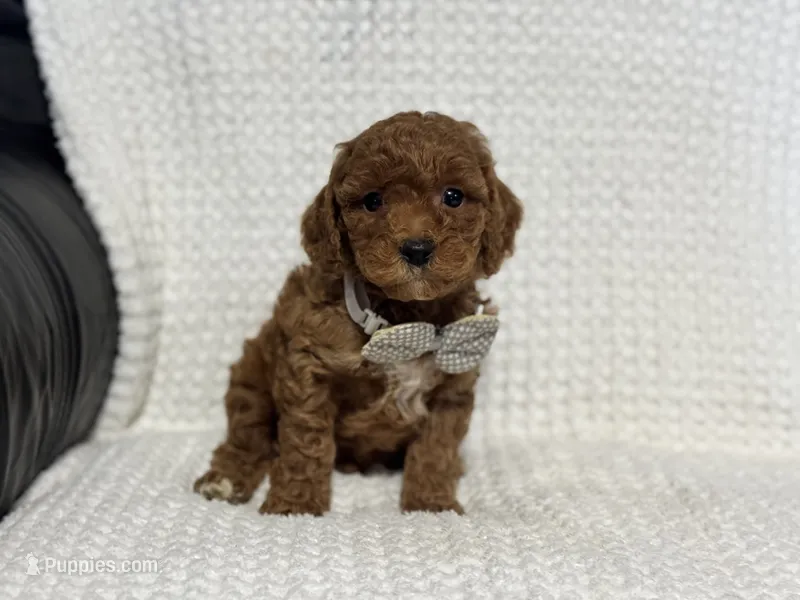 Archie – Cavapoo puppy for sale in Campbellsville, KY