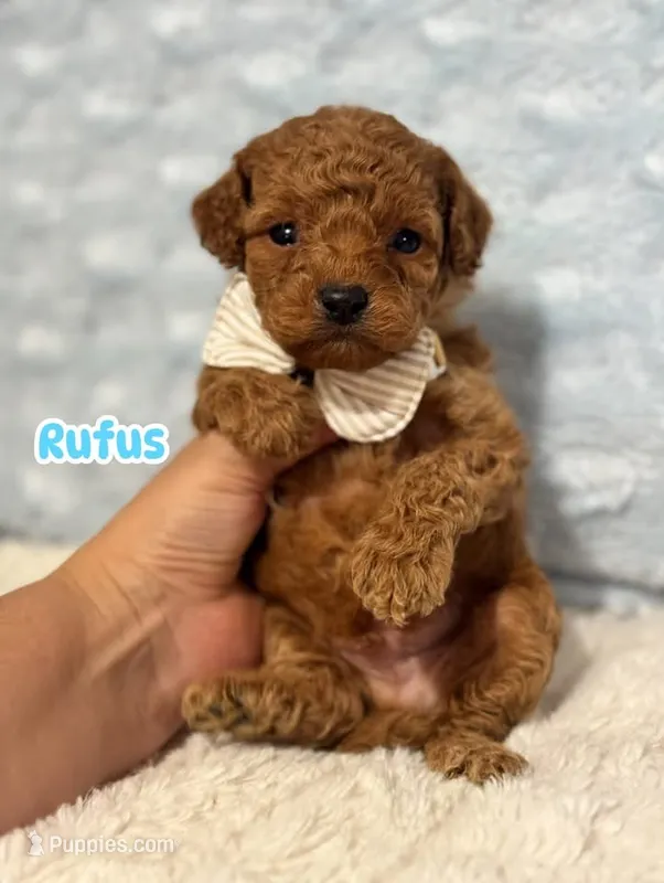 Rufus – Cavapoo puppy for sale in Campbellsville, KY
