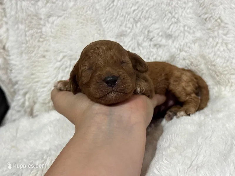 Riley – Cavapoo puppy for sale in Campbellsville, KY