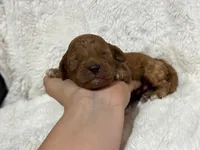 Riley, a male Cavapoo for sale in Campbellsville, KY – 1 of 3