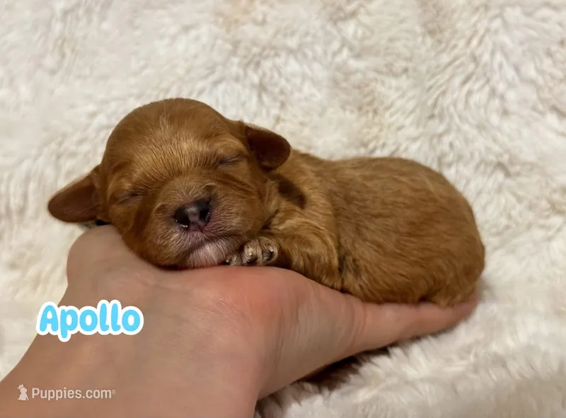 Apollo – Cavapoo puppy for sale in Campbellsville, KY