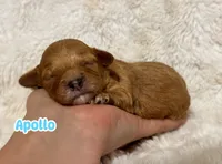 Apollo, a male Cavapoo for sale in Campbellsville, KY – 1 of 6