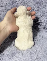 Cotsie, a female Poodle - Toy  for sale in Campbellsville, KY – 2 of 4