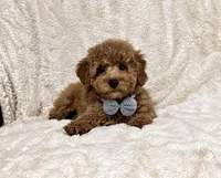 AKC Teddy, a male Poodle - Miniature  for sale in Campbellsville, KY – 2 of 3