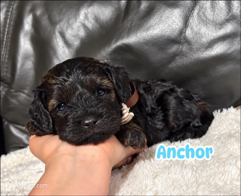 Anchor – Cavapoo puppy for sale in Campbellsville, KY