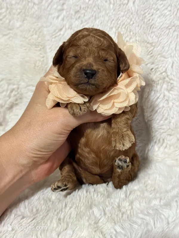 Rosie – Cavapoo puppy for sale in Campbellsville, KY