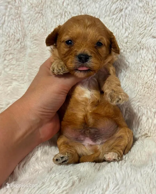 Apollo – Cavapoo puppy for sale in Campbellsville, KY
