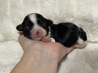 Bella, a female Cavapoo for sale in Campbellsville, KY – Photo 4 of 7