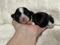 Bella, a female Cavapoo for sale in Campbellsville, KY – Photo 1 of 7