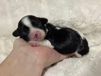 Bella, a female Cavapoo for sale in Campbellsville, KY – Photo 3 of 7