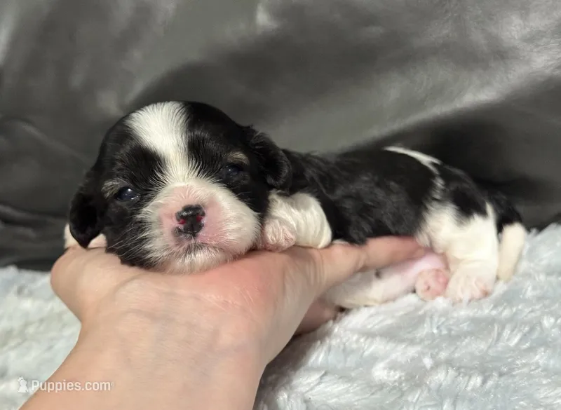 Bella – Cavapoo puppy for sale in Campbellsville, KY