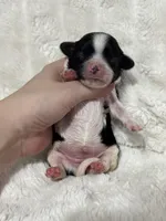 Bella, a female Cavapoo for sale in Campbellsville, KY – Photo 6 of 7