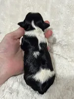 Bella, a female Cavapoo for sale in Campbellsville, KY – Photo 7 of 7