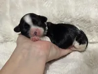 Bella, a female Cavapoo for sale in Campbellsville, KY – Photo 2 of 7