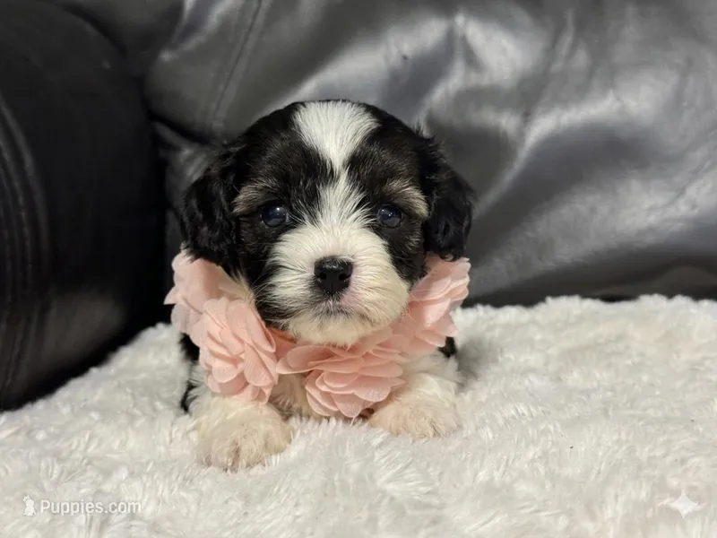 Bella – Cavapoo puppy for sale in Campbellsville, KY