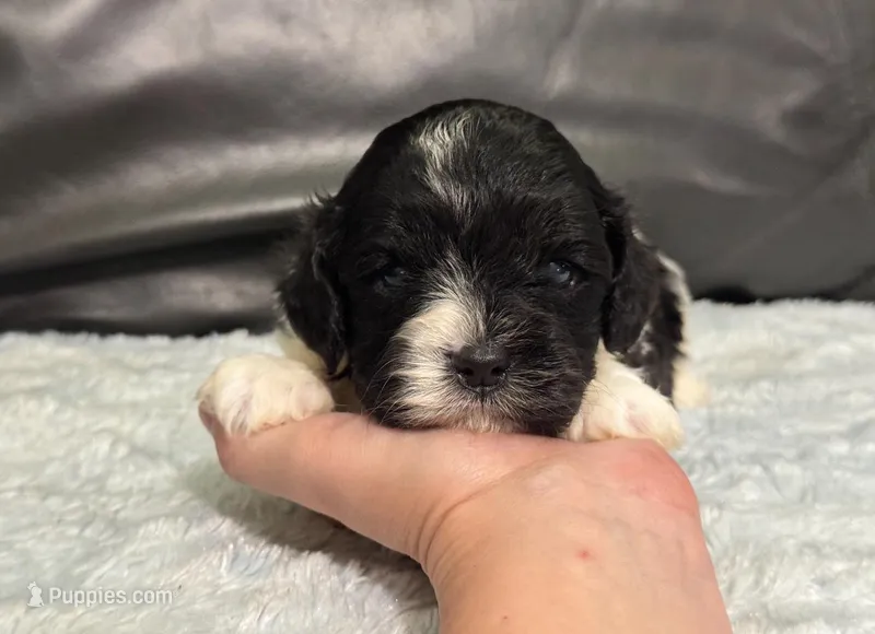 Oreo – Cavapoo puppy for sale in Campbellsville, KY