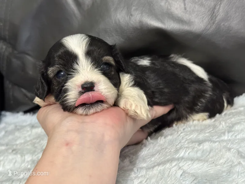 Bella – Cavapoo puppy for sale in Campbellsville, KY