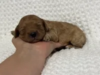 Darla, a female Cavapoo for sale in Campbellsville, KY – 5 of 5