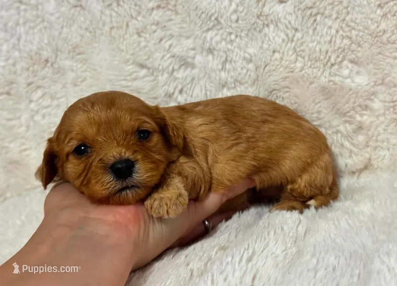 Axel – Cavapoo puppy for sale in Campbellsville, KY