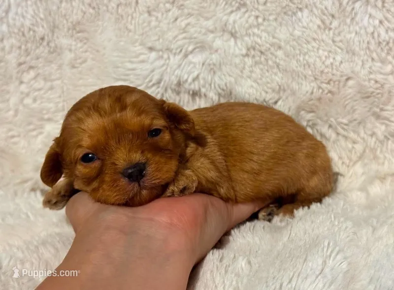 Amigo – Cavapoo puppy for sale in Campbellsville, KY