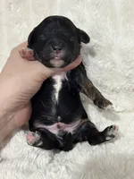 Boots, a male Cavapoo for sale in Campbellsville, KY – Photo 3 of 4